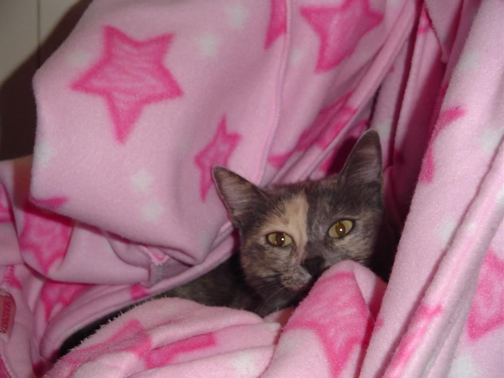 Perchè I Gatti Vanno Sotto Le Coperte